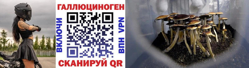 дарнет шоп  Гусь-Хрустальный  Псилоцибиновые грибы прущие грибы 